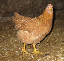 Young Euskal Oiloa Pullet 16 weeks (Basque Chicken)